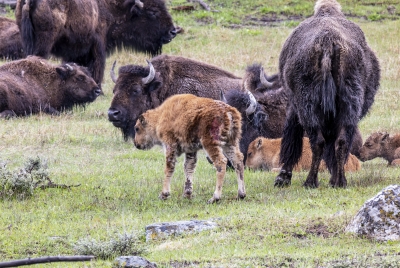 Baby Buffalo May 2025